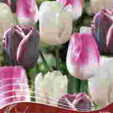 Some Enchanted Evening