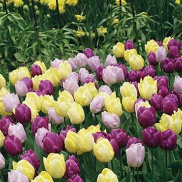 Prince Gardens Mixed