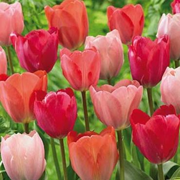 Van Eijk Gardens Mixed