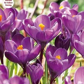 Purpureus Grandiflorus