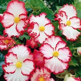 Crispa Marginata White/Red