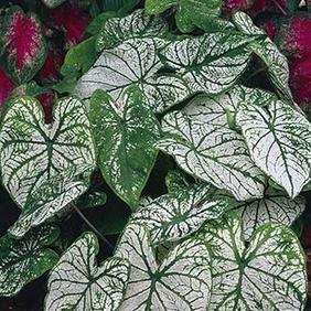 Candidum