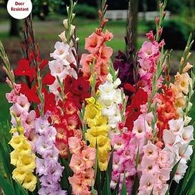 Mixed Gladiolus