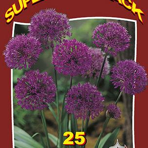 Purple Sensation 20x20