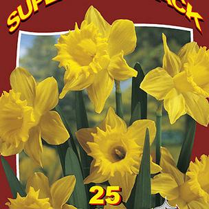 Yellow Daffodils 10x25