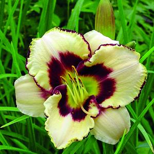 Canadian Border Patrol