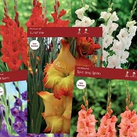Assortment Gladiolus Tall