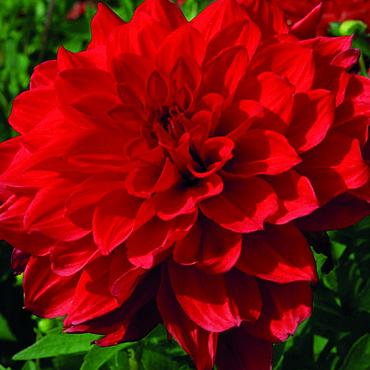 Babylon Red