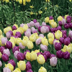 Prince Gardens Mixed