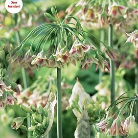 siculum Bulgaricum