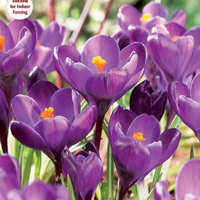 Purpureus Grandiflorus