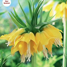 Lutea