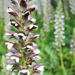 Morning's Candle (x 25)