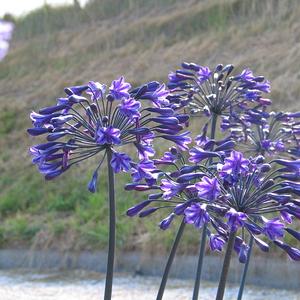 Back in Black (x 25)