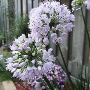 Summer Beauty (x 25)