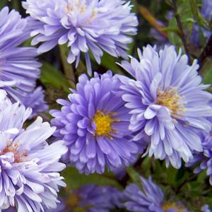 Marie Ballard (x 25)