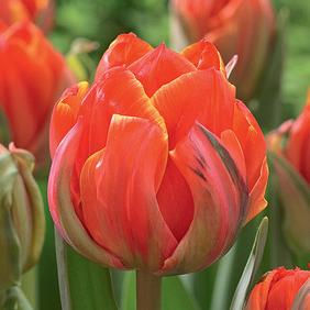 Queensday