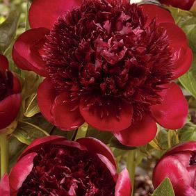 Red Charm