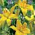 County Yellow