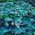 Bressingham Blue