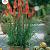 Red Hot Poker