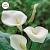 aethiopica