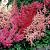 Mixed Astilbe