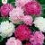 Double flowered Mix