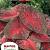 Red Flash