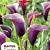 Anneke