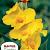 Yellow King Humbert