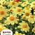 Topmix Yellow