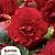Non Stop Red