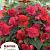 Red Glory