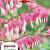 Spectabilis