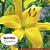 County Yellow