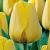 Golden Apeldoorn