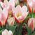 Heart`s Delight