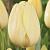 Ivory Floradale