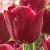 National Velvet