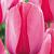 Pink Impression