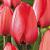 Red Impression