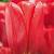 Sky High Scarlet
