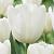 White Dream