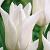 White Triumphator