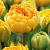 Yellow Pompenette