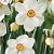 Actaea