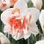 Replete
