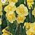 Yellow Cheerfulness