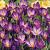 Whitewell Purple
